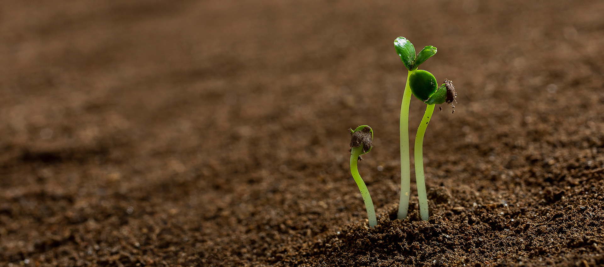 诚信、创新、品质、分享